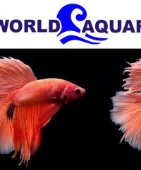 SEAWORLD AQUARIUM